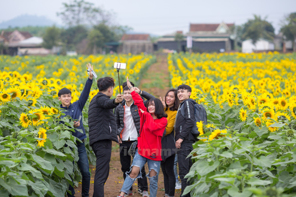 向日葵田将是2018年向日葵节各项活动中的亮点，大力吸引国内外游客。（图片来源：越通社）