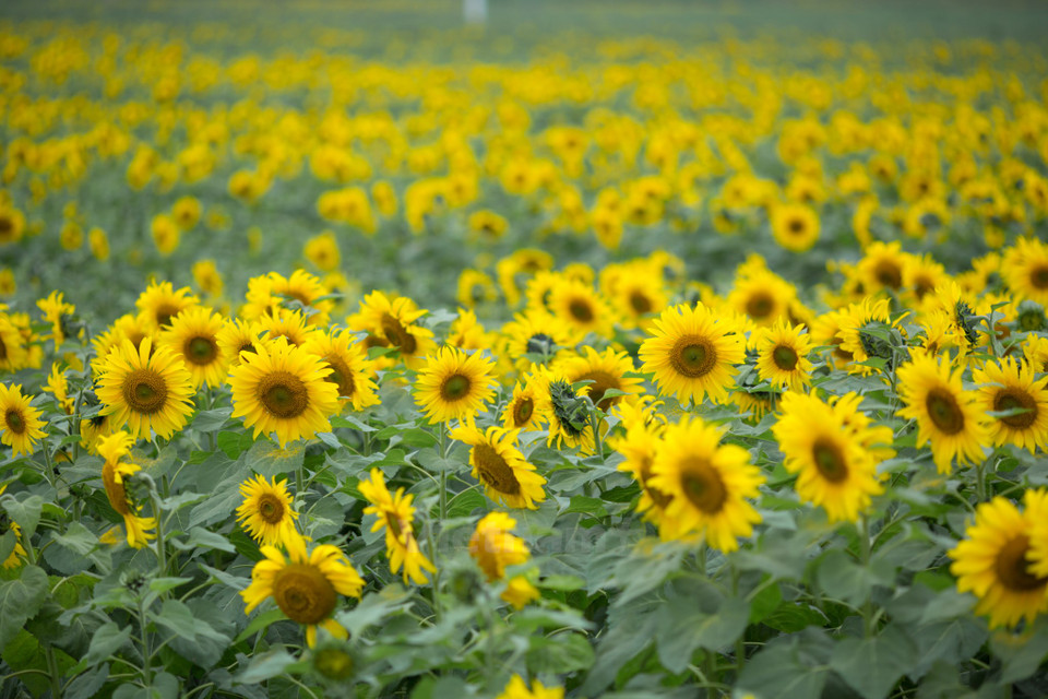 这是越南最具规模的向日葵田。（图片来源：越通社）