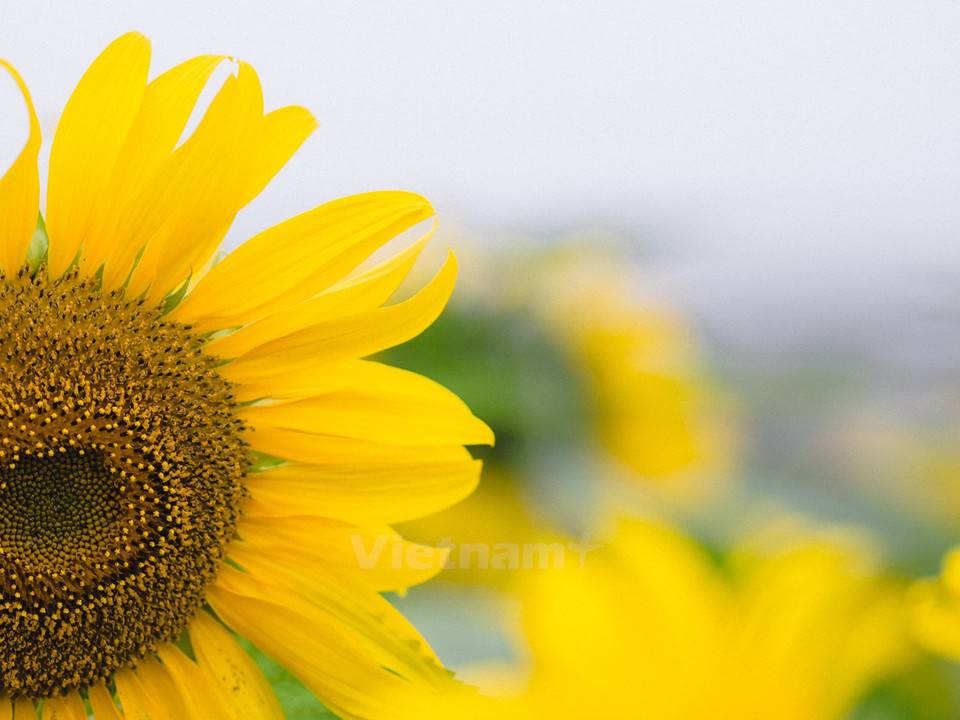 每逢向日葵盛开季节，美丽的向日葵尽情地开放，给人落落大方的感觉。（图片来源：越通社）