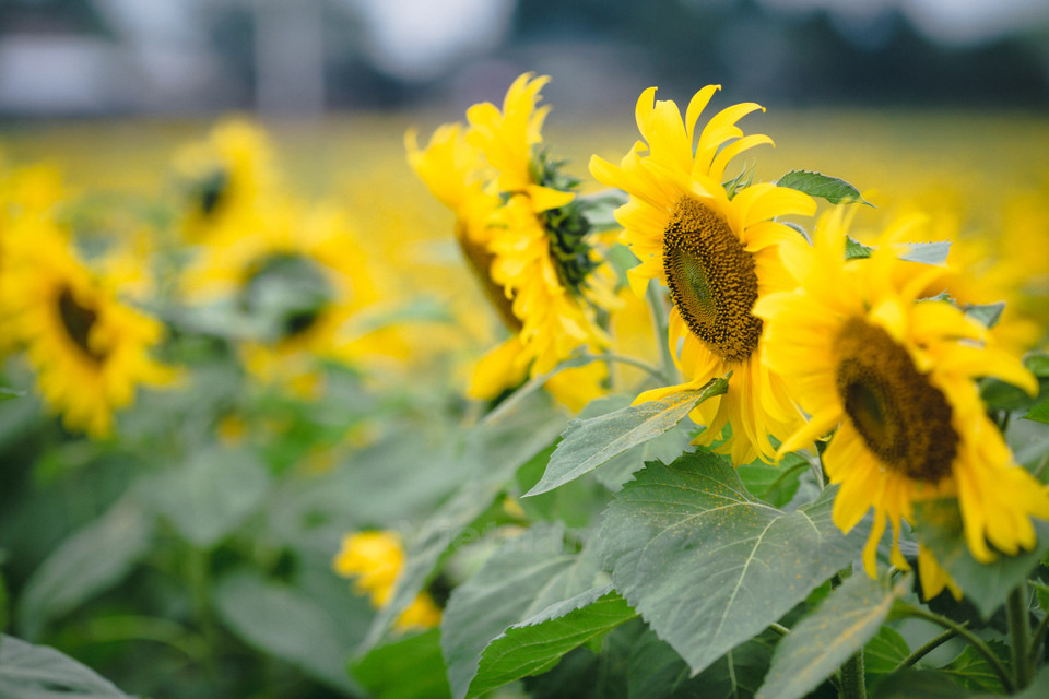 美丽、灿烂的向日葵一直朝着太阳转。（图片来源：越通社）