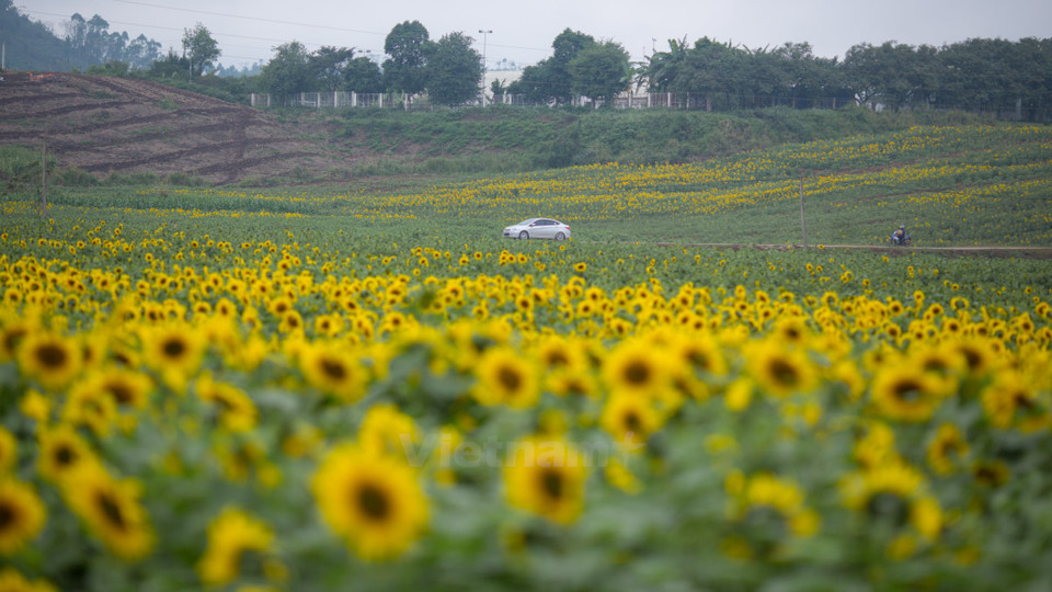 灿烂的阳光照着他们，又发出浓浓的香味，真是沁人心脾，令人陶醉。（图片来源：越通社）