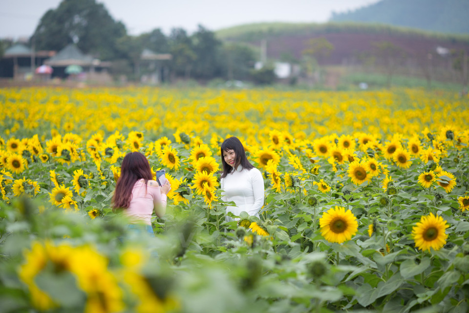 向日葵田日益成为乂安省旅游象征。（图片来源：越通社）