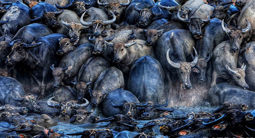 水牛群在石溪湖水坑里洗澡。图片来源：越通社