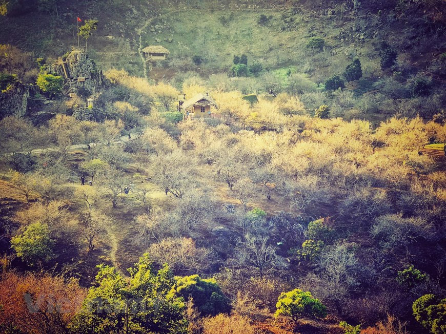 2021年1月初，白梅花、李花怒放一树白，吸引了众多游客前来木州观光游览。图片来源：越通社