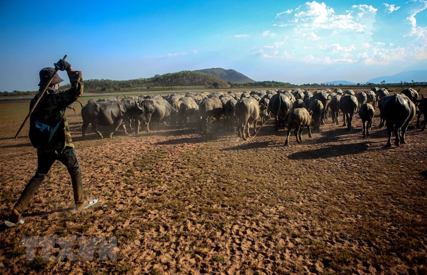 水牛放养者把水牛赶回。图片来源：越通社
