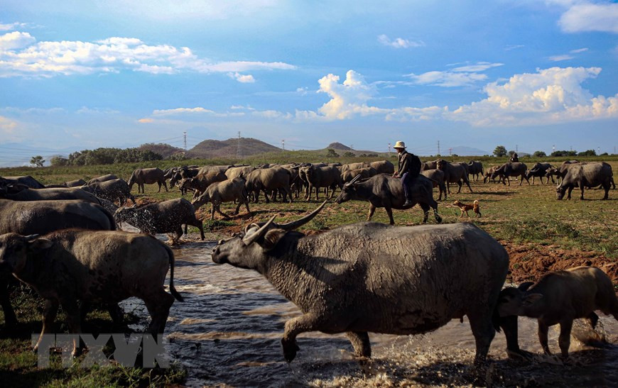 占族同胞在石溪湖放牧水牛。图片来源：越通社