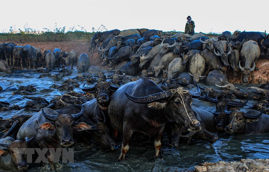 水牛群在石溪湖水坑里洗澡。图片来源：越通社