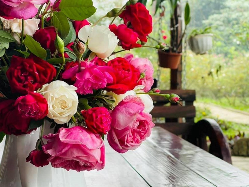  玫瑰因花中富含香茅醇、橙花醇、香叶醇、苯乙醇及苄醇等多种挥发性香气成分,因此玫瑰花具有甜美的香气。图片来源：越通社Vietnam+