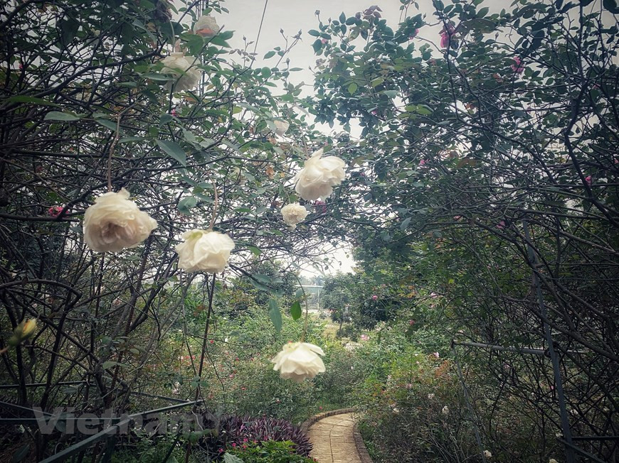 玫瑰有非常好的养颜美容的功效,它有推动皮肤柔嫩的实际效果，因此玫瑰花护肤品颇受消费者的喜爱。图片来源：越通社Vietnam+