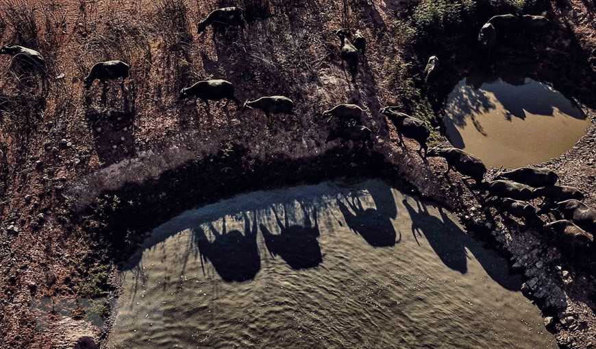 水牛群在石溪湖水中的影子。图片来源：越通社