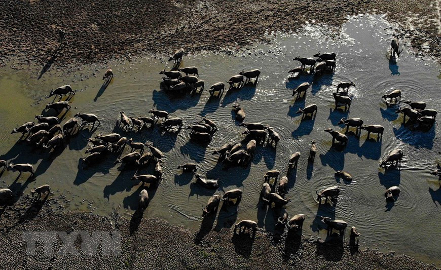 从高空俯瞰的水牛群在石溪湖水坑里洗澡。图片来源：越通社