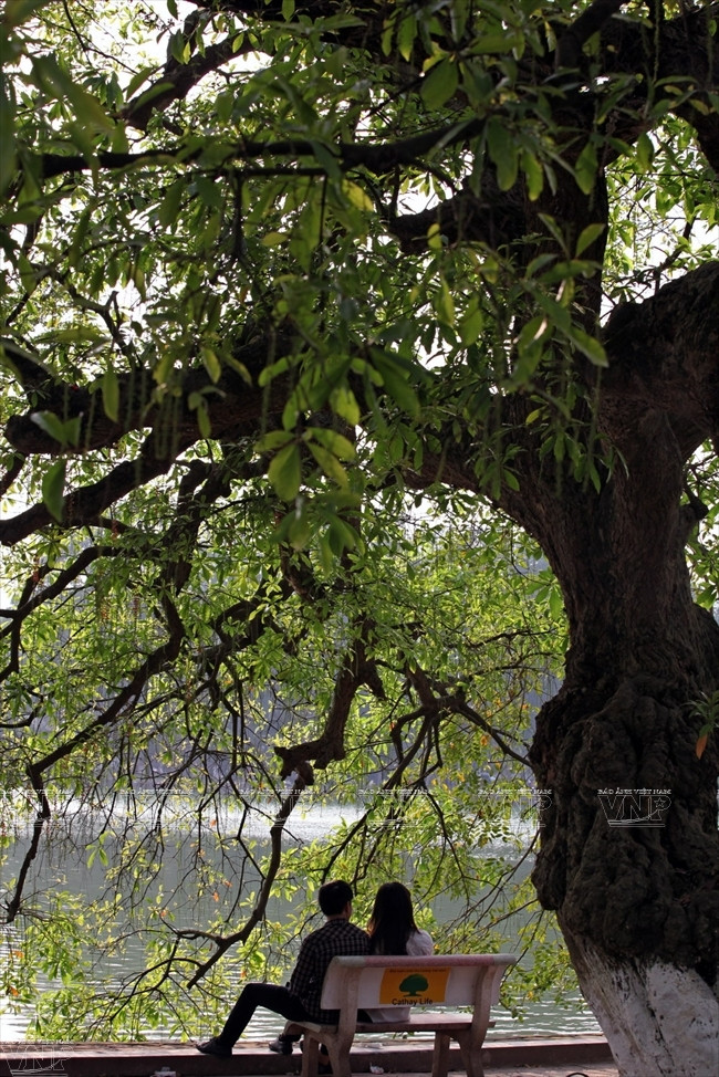 一对情侣在还剑湖畔的玉蕊树下谈心。（图片来源：越通社《越南画报》）