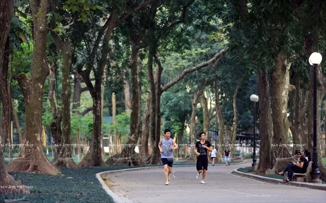 河内人在翠绿的树荫下锻炼身体。（图片来源：越通社《越南画报》）