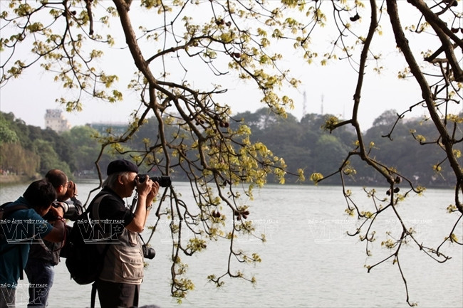 春末，树木长出翠绿的小嫩芽儿，吸引摄影师到还剑湖拍下春天难忘的瞬间。（图片来源：越通社《越南画报》）