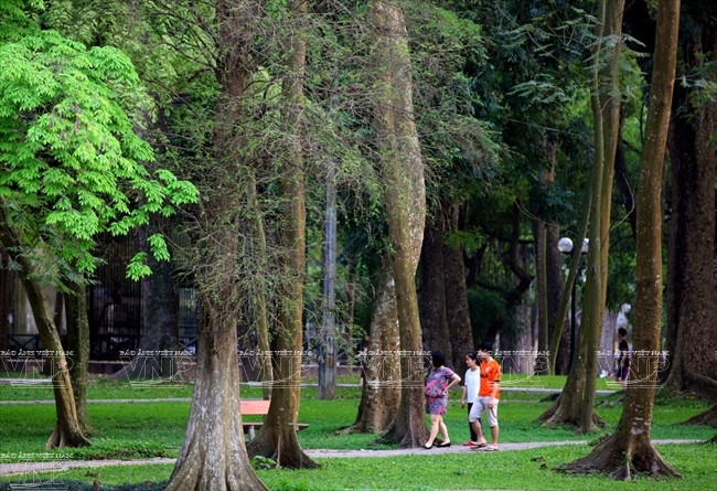首都人在百草公园散步，呼吸新鲜宜人的空气。（图片来源：越通社《越南画报》）
