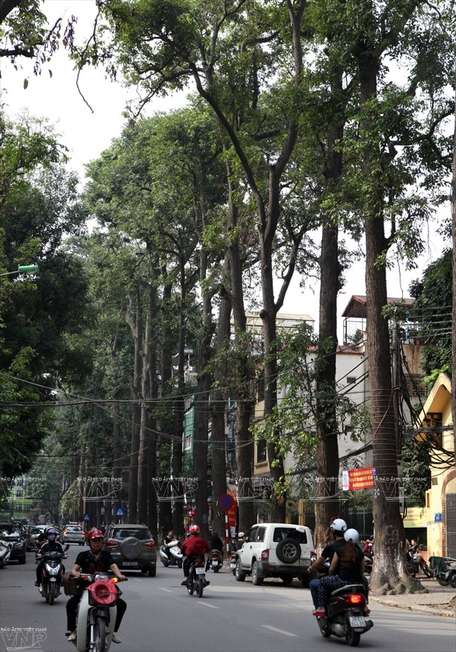 铸炉街两旁的百年坡垒树。（图片来源：越通社《越南画报》）