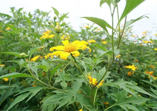 （图片来源：越南《人民军队报》）