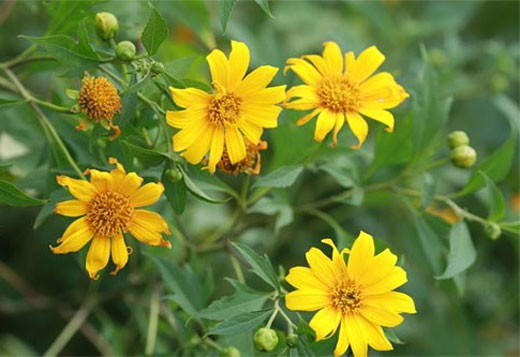 （图片来源：越南《人民军队报》）