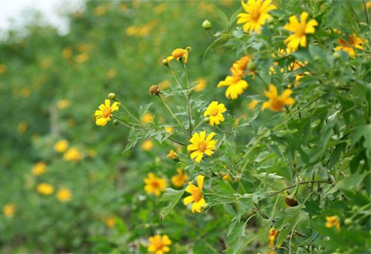 （图片来源：越南《人民军队报》）