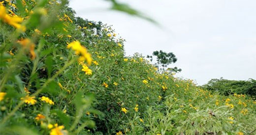 （图片来源：越南《人民军队报》）