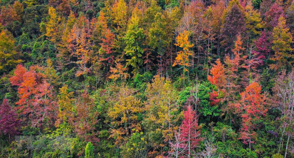 在对高平全球山水地址公园进行考察后，联合国教科文组织专家将这里誉为‘仙境’，同时建议高平省展开‘探索高平仙境’旅游线路。高平省边境地区山清水秀果然不愧于这一美称。进入冬天，多地花儿枯萎掉落，而冬日里的高平却开着五颜六色的花朵，释放出神奇优雅的美丽。图自 越通社
