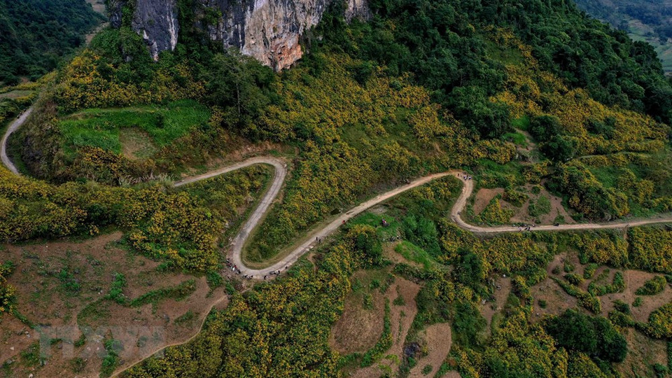 竞相怒放的钟柄菊花海染黄整个山区，给游客留下深刻印象。图自：越通社