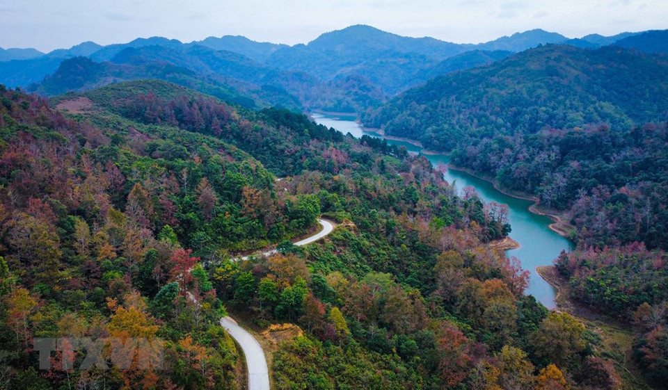 高平省有很多枫香树，进入冬天时其叶子变紫红色，很像欧洲枫树。已进入冬天，一片片红紫色的枫香树林构成一幅神奇美丽的景观，让人迷醉其中。图自：越通社