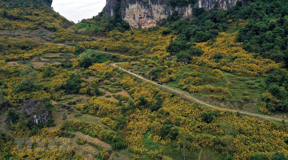 一进入冬天，漫山遍野的肿柄菊花海让游客们留恋忘返。图自：越通社