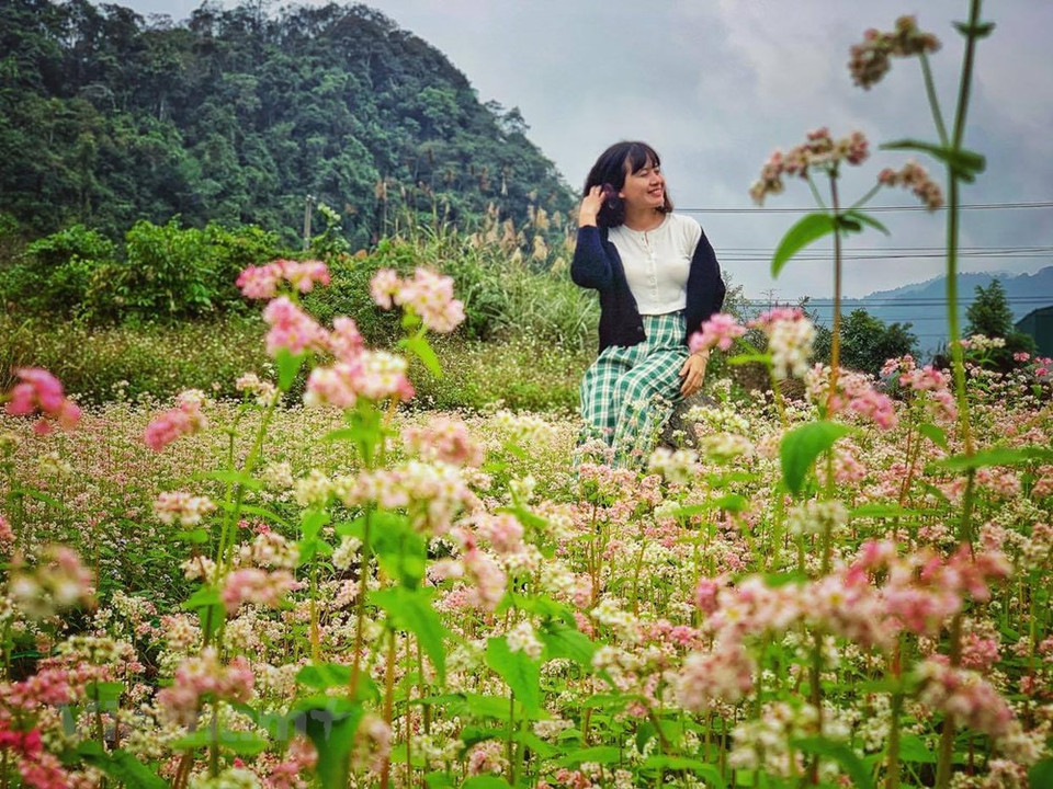 每逢11和12月份，越南河江省又铺上一片片美不胜收的荞麦花 “地毯”。田地上、石洞里、家门前等漫山遍野处处皆是荞麦花，蓬莱仙境似的景色迷醉了不少过客的心。尽管现在很多地方都开始种植这种花，但河江省的荞麦花仍保留着一种独特的朴素之美，让不少人迷醉其中。诸多游客喜欢在这里拍下最美丽的时刻。Vetnam+记者 春梅 摄