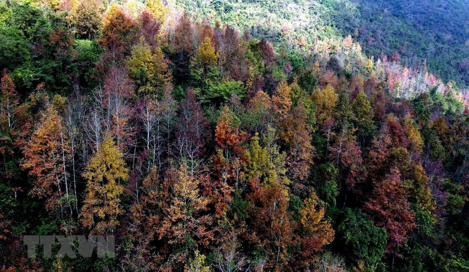 一进入冬天，一片片红紫色的枫香树林构成一幅令人迷醉的世外美景。图自：越通社