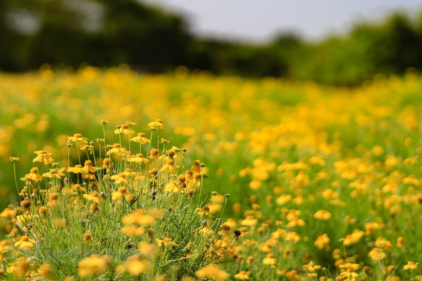 金毛菊，学名 Thymophylla，别名万点金，属于菊目，菊科的植物。 一年生草本。金毛菊株高约15～30cm，茎枝极细致，成株容易倒伏。羽状复叶，小叶线状披针形。春季开花，花朵顶生。花色鲜黄悦目。金毛菊产地原产北美、墨西哥、智利。墨西哥人把菊花视为大方、富丽的象征，因此将它尊为国花。在越南，金毛菊主要分布在热带地区。图自Vietnam+