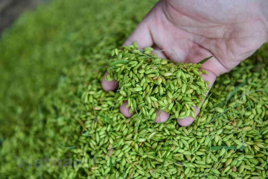 米池原名英山，喃字名字为几美。因这里的田地土壤肥厚，所以农民种植出来的稻谷特软、特香。最好吃的大米种子是‘八楝米’。米池这个名字的意思是“大米的池塘”，是以这片土地的特产命名的。以著名的‘八楝米’制成米池扁糯米又软香又清雅，饱受食客的喜爱。图自Vietnam+