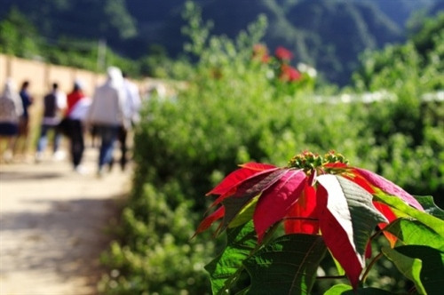 一品红花不仅在往向福寿省春山国家公园或前往木岗寨各乡村两边路上盛开，而且这种花还在山罗省木州县昂山寨盛开着美丽的花朵（图片来源：vnexpress.net）