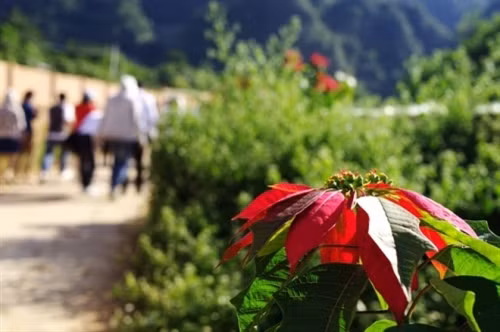 一品红花不仅在往向福寿省春山国家公园或前往木岗寨各乡村两边路上盛开，而且这种花还在山罗省木州县昂山寨盛开着美丽的花朵（图片来源：vnexpress.net）