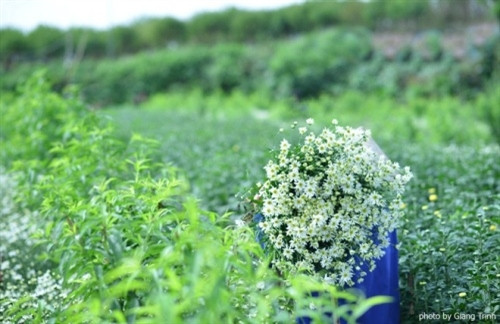 11月底是雏菊花盛开的时候，无边无际的洁白雏菊花点缀着桃花和菊花，让人心醉（图片来源：vnexpress.net）