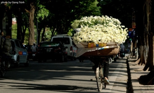 不知何时，雏菊花跟着单车走遍讲武、安副、潘庭冯等河内街道就成为河内的特征（图片来源：vnexpress.net）