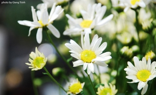 雏菊花白色黄蕊，盛开季节于每年11月底，延长3周（图片来源：vnexpress.net）