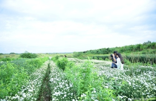 雏菊花季节短暂，因此众多河内人都争取时间到雏菊花花园与雏菊花合影留下花朵最美的时候（图片来源：vnexpress.net）