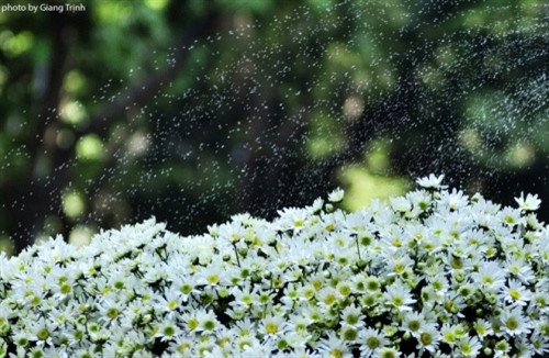 雏菊花点缀了街道（图片来源：vnexpress.net）