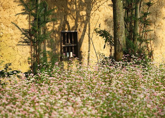 荞麦花伸展到村寨的每个角落。（图片来源：越南《人民报网》）