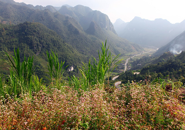在管簿、安明、苗旺、同文等山区四县的广阔空间中，山脚下处处都是淡红色的荞麦花。（图片来源：越南《人民报网》）