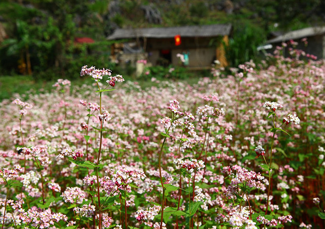 荞麦花把同文岩石高原道路点缀得更加美丽。（图片来源：越南《人民报网》）