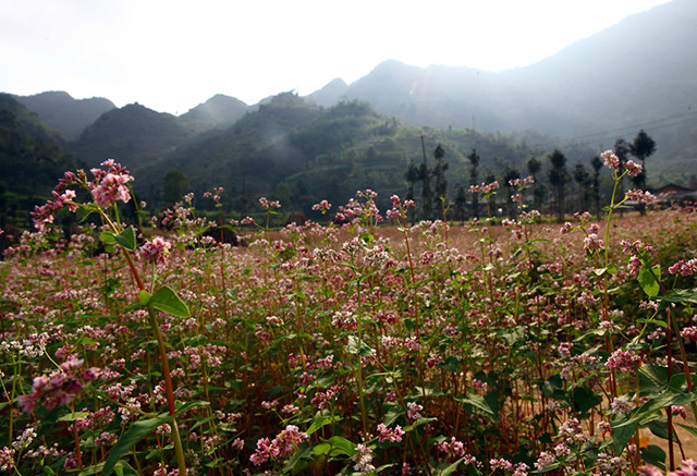 荞麦花把同文岩石高原道路点缀得更加美丽。（图片来源：越南《人民报网》）