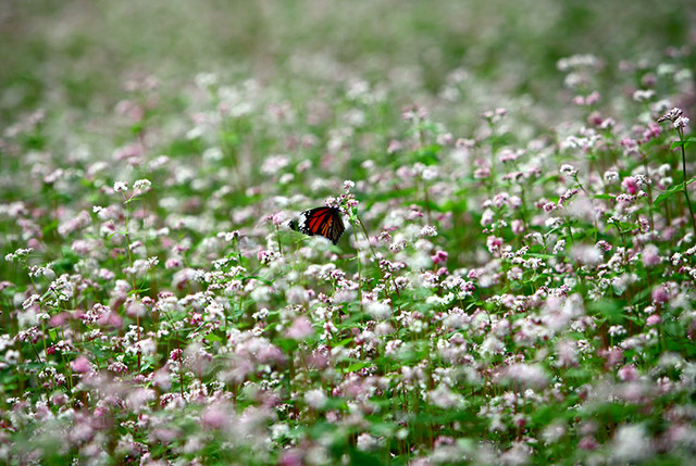 荞麦是稻谷的一种，叶子呈三角形，荞麦花因此得名。（图片来源：越南《人民报网》）