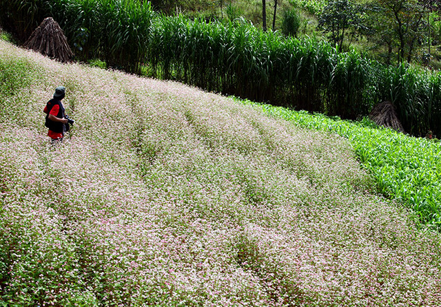 荞麦花是高原醉人的亮点，吸引游客前来参观。（图片来源：越南《人民报网》）