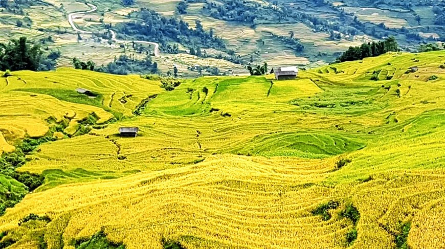 这里的梯田被游客比喻为这里得天独厚的大自然水墨画，依梯的稻谷成熟期从9月至10月初，但9月初可以说是老街依梯县最美的季节。来到这里的游客为远处地平线的金色梯田而欣喜若狂、不能自已。如果您是热爱体验、热爱大自然的人，建议您一定要来这里一次，探索和感受这里的美景。9月初来到依梯，游客可沉浸在金黄的梯田之中。图自Vietnam+