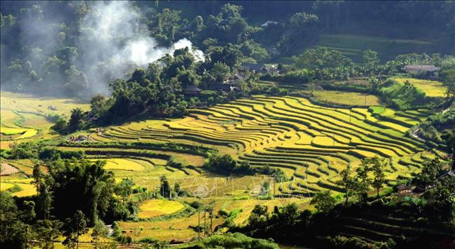 在午后明媚的阳光下，远远望去，佐棱梯田就像一条金色地毯，给游客留下难忘的印象。图自越通社