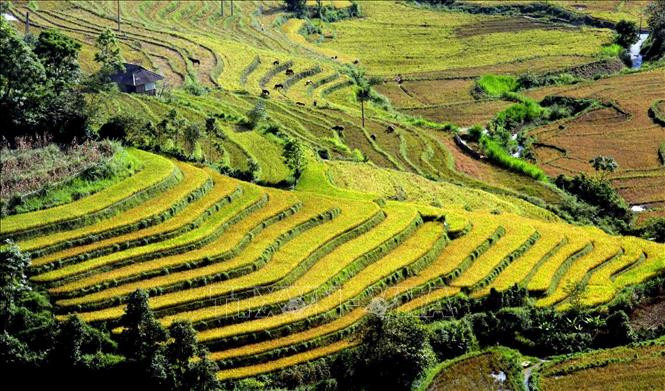 秋天里佐棱梯田上成熟的稻子金黄一片。图自越通社