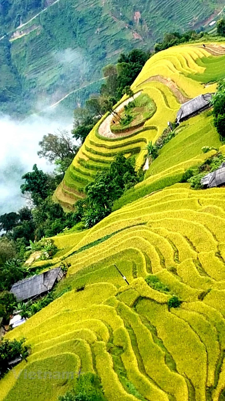河江省黄树肥县不仅拥有雄伟壮观的自然景观 ，而且这里就是许多少数民族的传统文化汇聚之地。梯田耕地是东南亚地区山区同胞特有的耕种方式。河江省黄树肥乃至越南北部山区梯田具有历史意义。河江省黄树肥被评价为河江省最佳的梯田，也是越南最佳的三大梯田之一，仅次于木江界和沙巴。图自Vietnam+