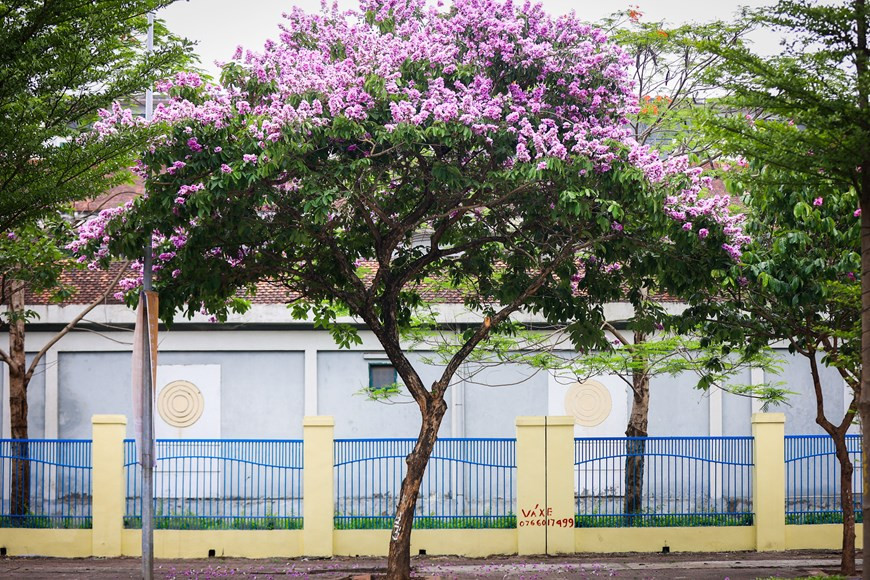 沿着陶晋、陈太宗、丁努和金马等街道，大花紫薇盛开，淡淡的紫色花给河内夏天带来新鲜的空间和活力。紫薇花开的时候非常繁艳，整棵树都披上了紫色的“外套”。图自Vietnam+